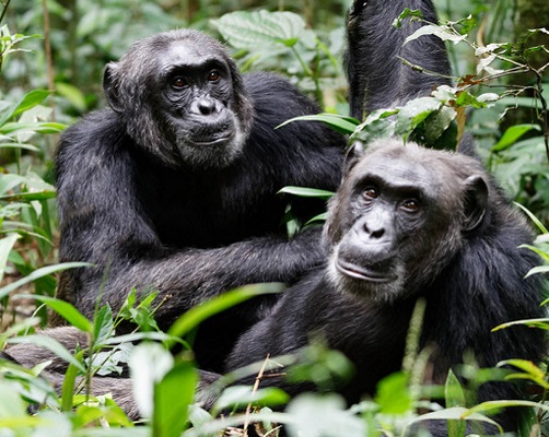 Chimpanzee Trekking In Kibale Forest National Park