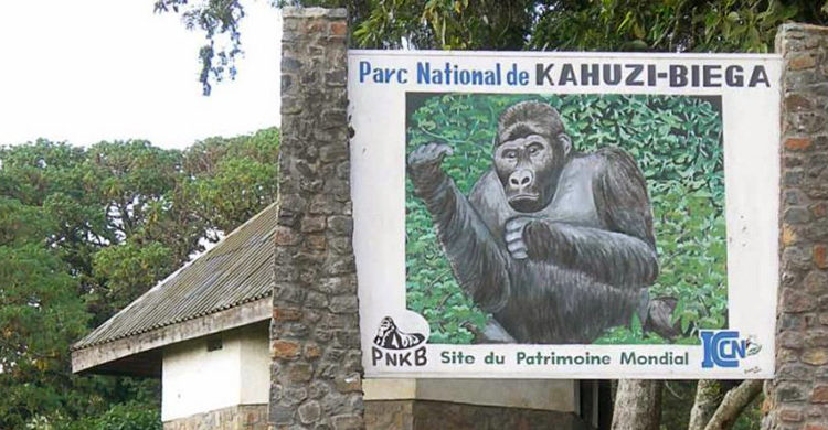 4 days kahuzi biega lowland gorilla trekking safari