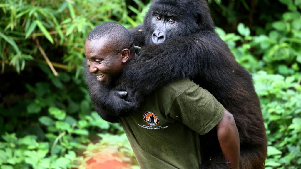 2 days Virunga gorilla trekking Safari