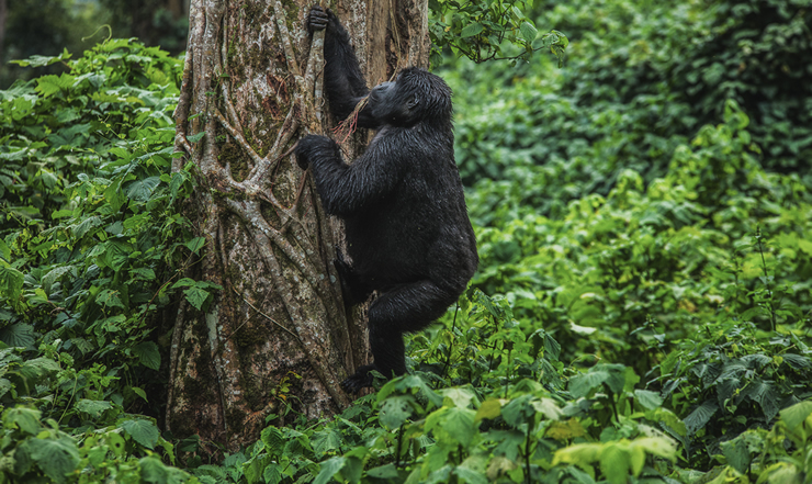 4 days primate safari in Rwanda