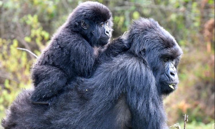 3 Days mgahinga gorilla trekking safari