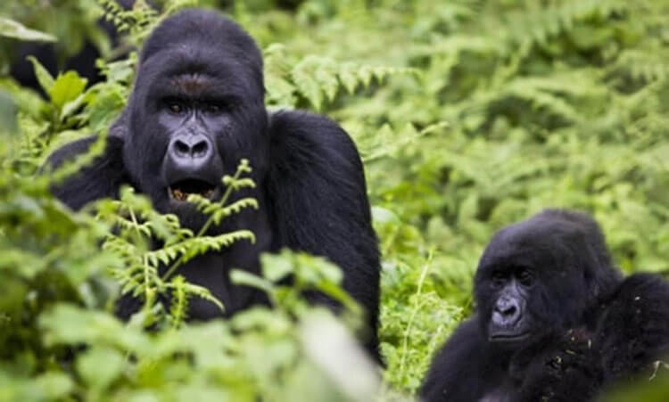 4 days kahuzi biega gorillas and lwiro chimpanzees