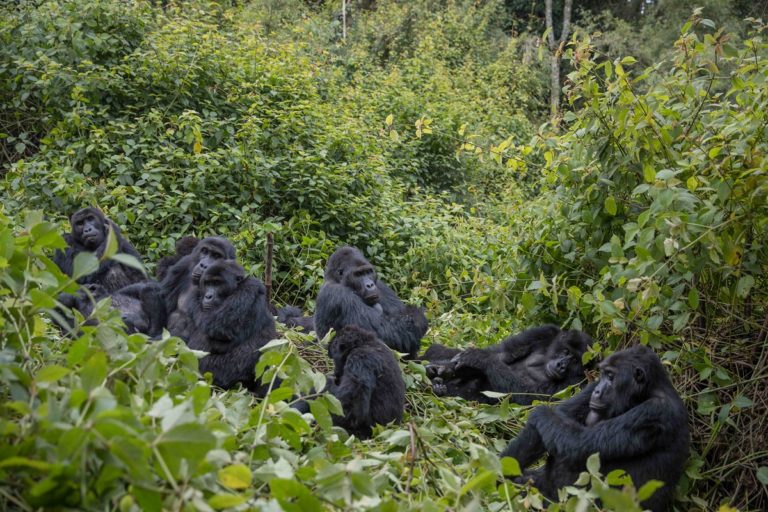 6 days Congo primates and nyiragongo hike safari