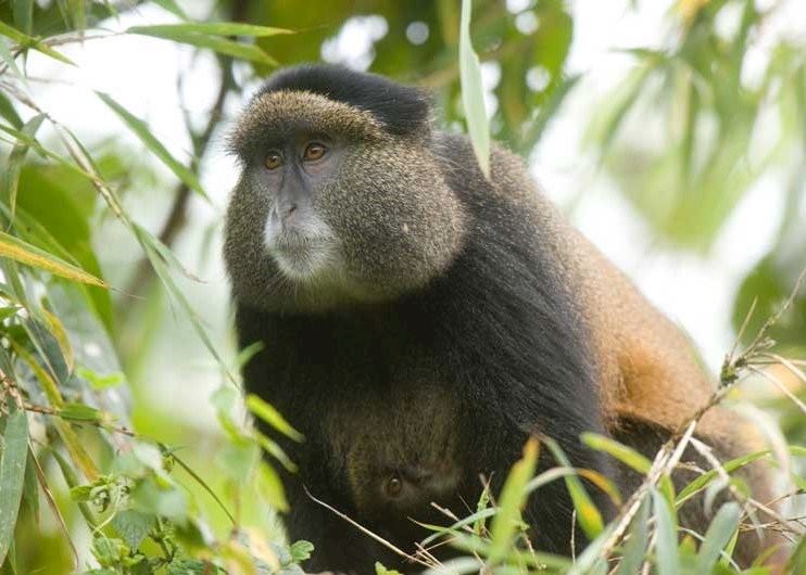 5 days Congo Rwanda primates safari