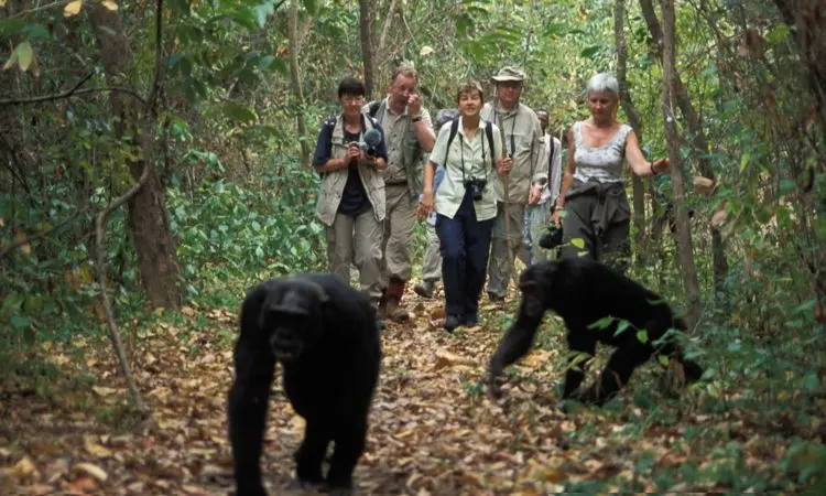 6 days Uganda gorillas, Chimps and Big five safari