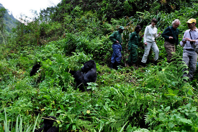 Hiking Trails In Bwindi Impenetrable National Park