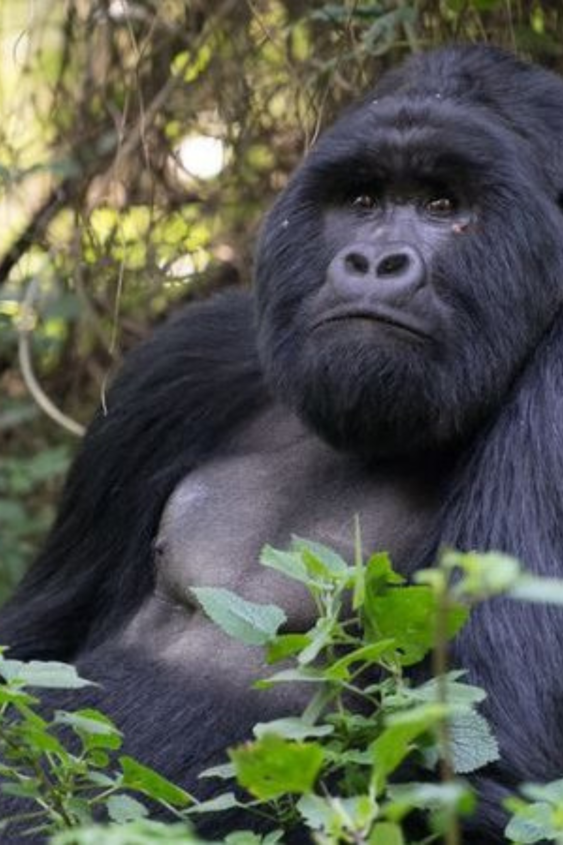 You are currently viewing 3 Days mgahinga gorilla trekking safari