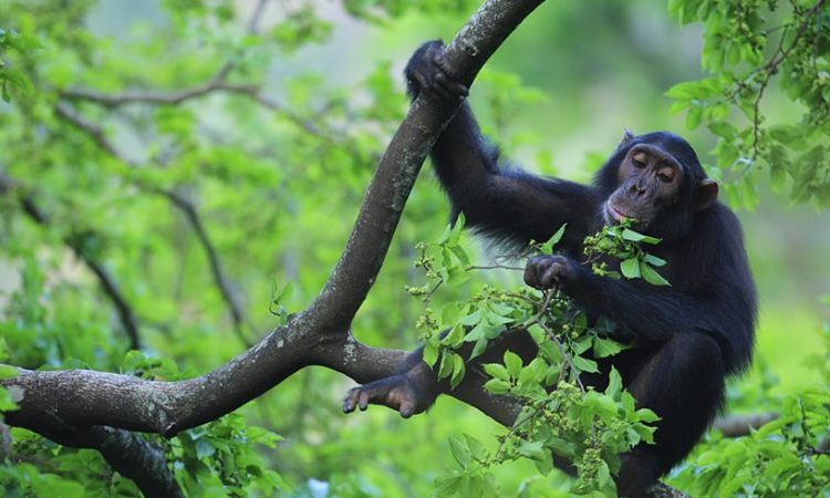 You are currently viewing Chimpanzee Trekking In Kibale Forest National Park