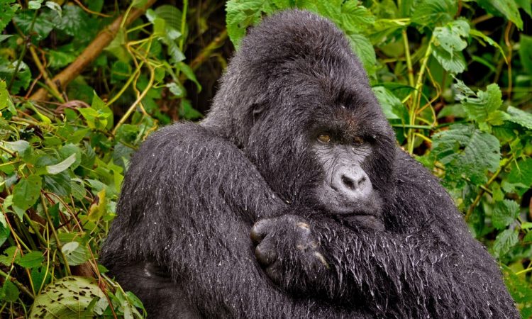 Read more about the article Bwindi impenetrable national park