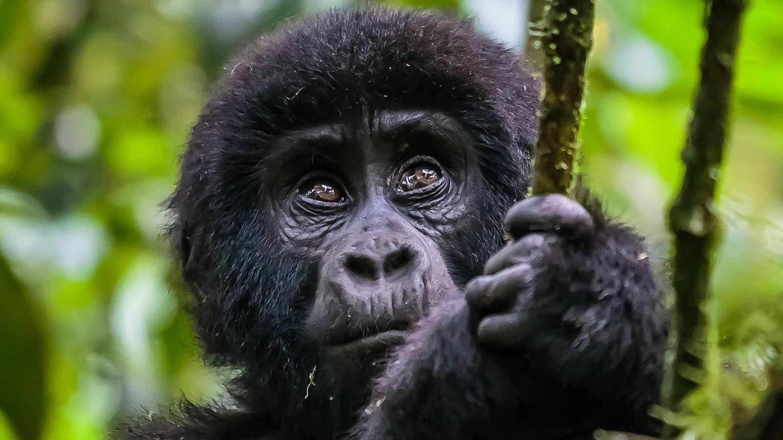Read more about the article Cost of Gorilla Trekking Permit