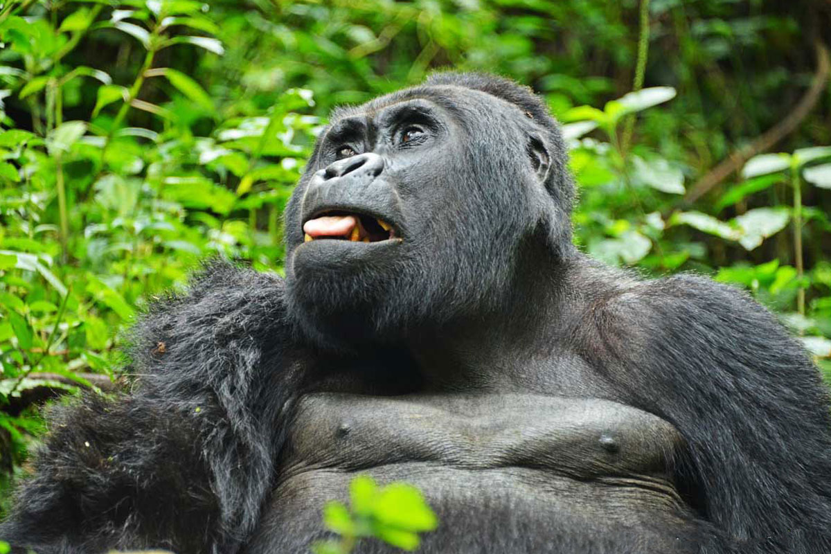 You are currently viewing Facts About Mountain Gorillas