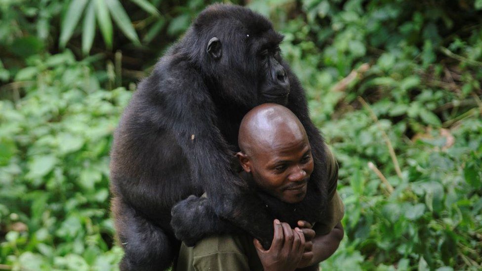 You are currently viewing 4 Days Congo Gorilla Trekking & Nyiragongo Hike Safari