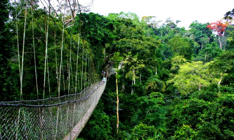Read more about the article 3 Days Nyungwe National Park