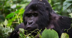 Read more about the article 3 Days Gorilla Trekking in Bwindi
