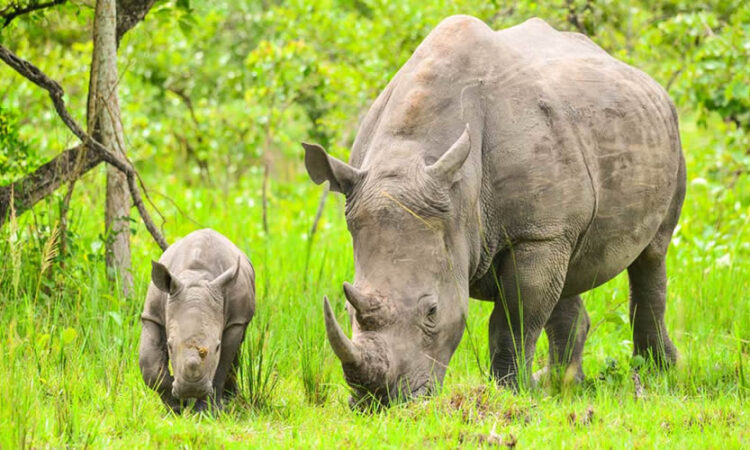 Read more about the article 1 Day Ziwa Rhino Tracking Safari 