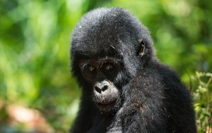 Read more about the article 3 days Bwindi gorilla habituation experience