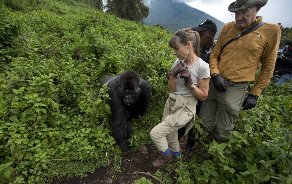 Read more about the article 2 days Virunga gorilla trekking Safari