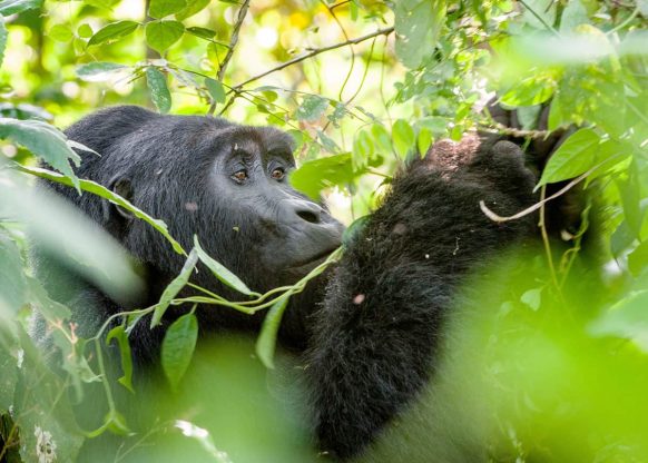 Read more about the article 5 days Bwindi and Volcanoes gorilla trekking Safari