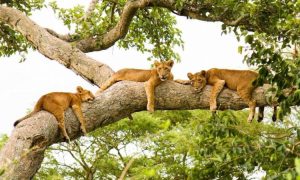 Read more about the article Queen Elizabeth National Park