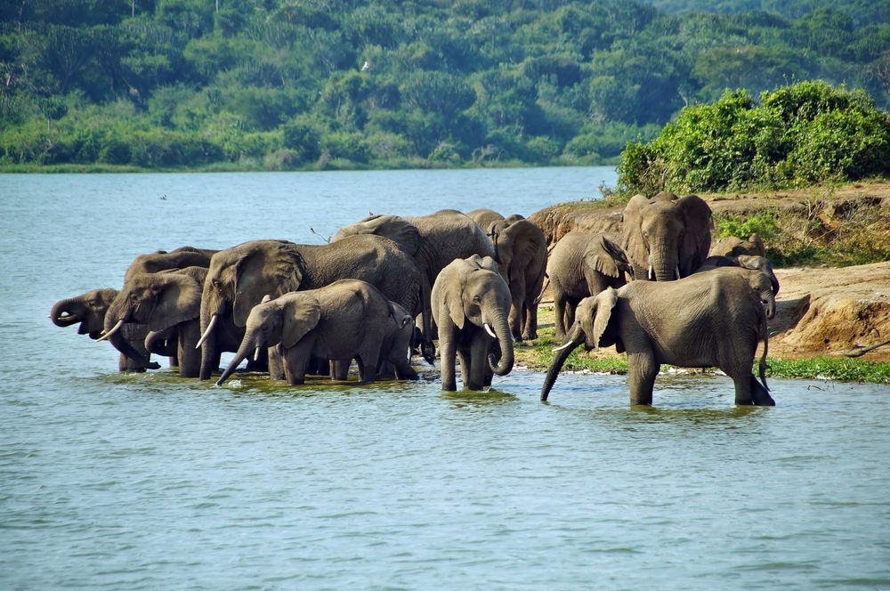 Read more about the article 2 Days Queen Elizabeth National Park safari