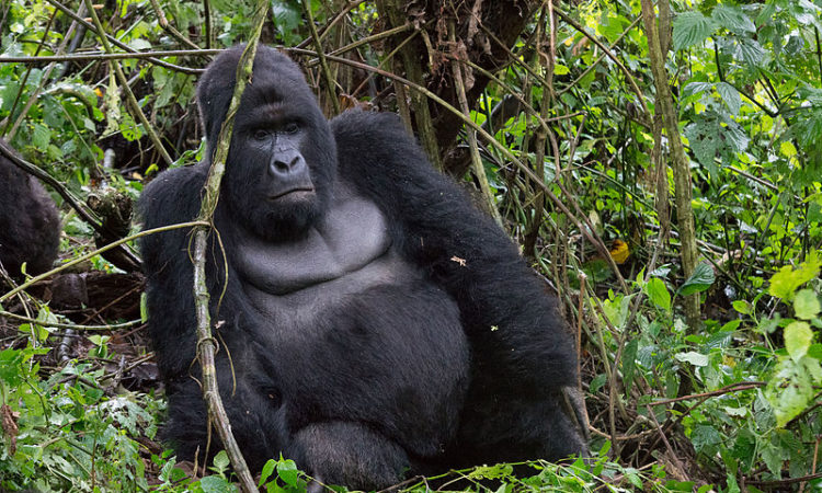 Read more about the article 5 Days Virunga, Lake Kivu, and Nyungwe forest safari tour