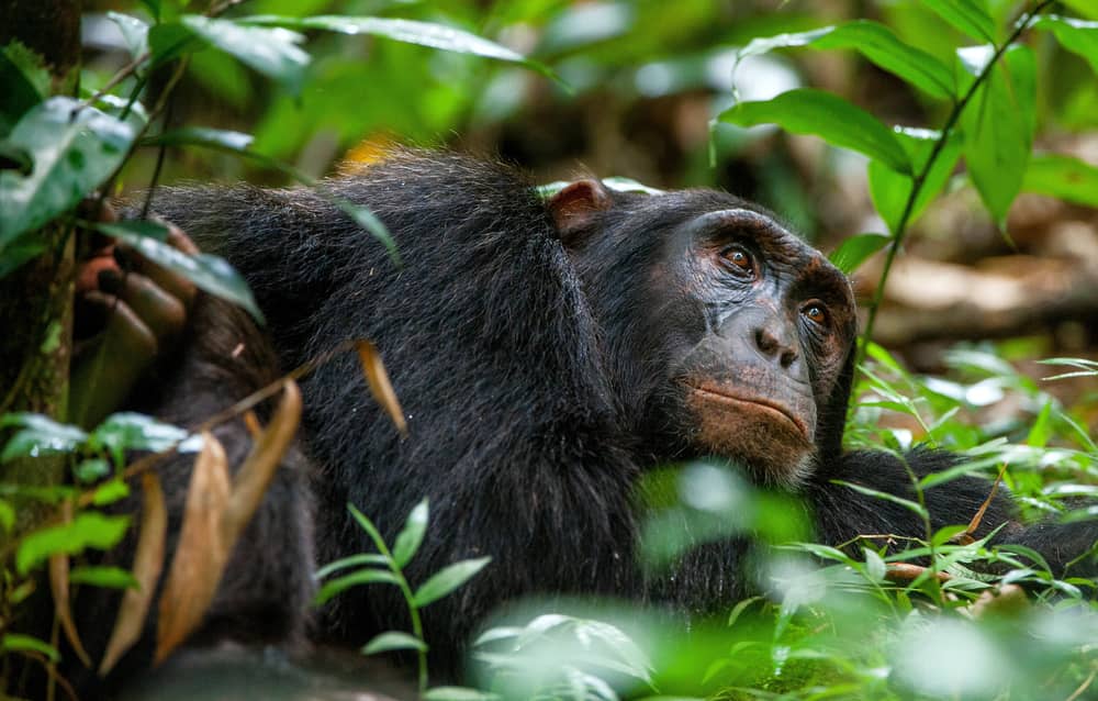 You are currently viewing 5 Days Uganda Primates Safari