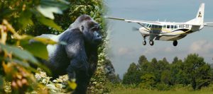 Read more about the article 4 Days Flying Gorilla Tour