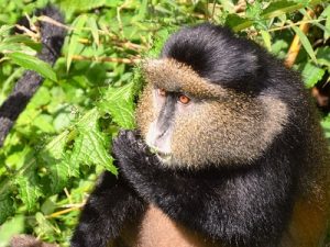 Read more about the article 7 Days Rwanda Safari tour