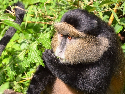You are currently viewing 7 Days Rwanda Safari tour