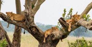 Read more about the article 5 Days Lake Mburo And Queen Elizabeth  National Park Safari