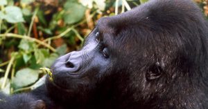 Read more about the article 6 Days kahuzi biega and virunga gorilla safari