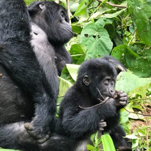 Read more about the article Best Time To Visit The Mountain Gorillas
