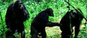 Read more about the article 2 days Kibale chimpanzee trekking safari