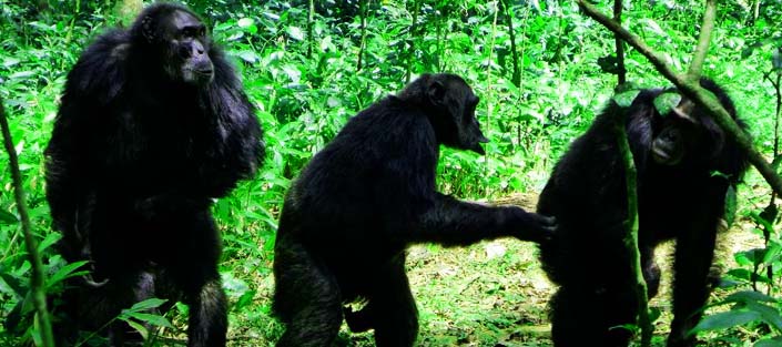 You are currently viewing 2 days Kibale chimpanzee trekking safari