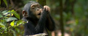 Read more about the article 4 days chimpanzees and crater lakes safari