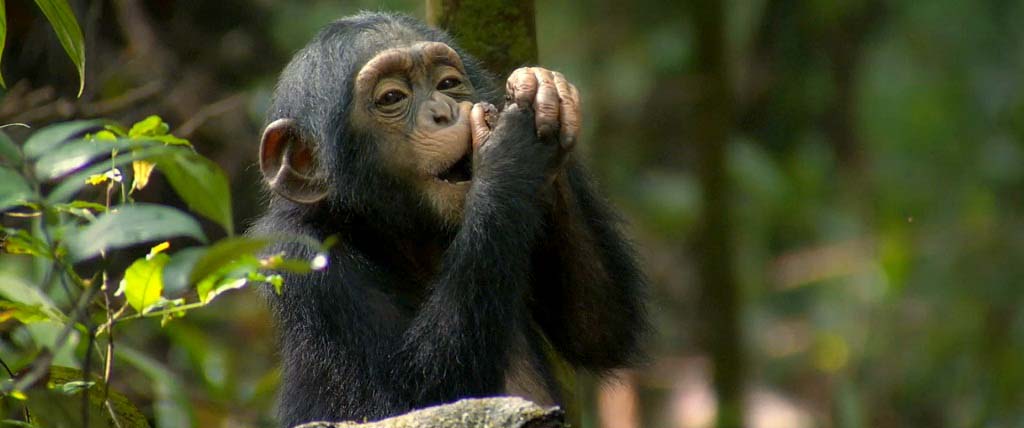 You are currently viewing 4 days chimpanzees and crater lakes safari