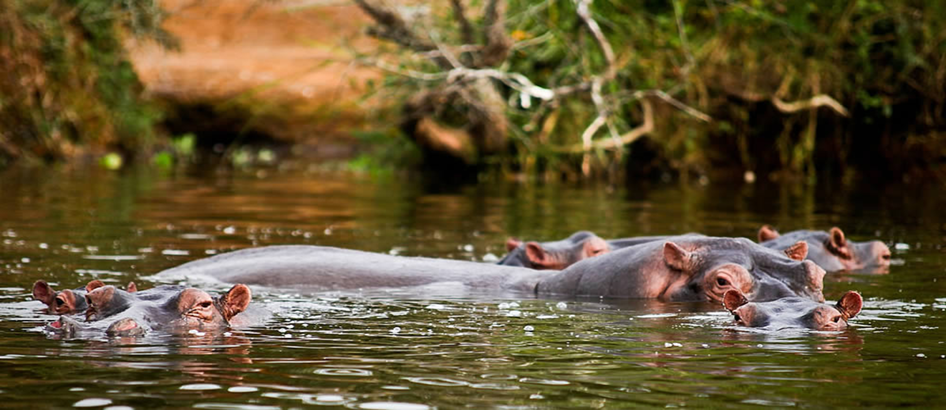 Read more about the article 8 days Uganda Rwanda and Congo safari