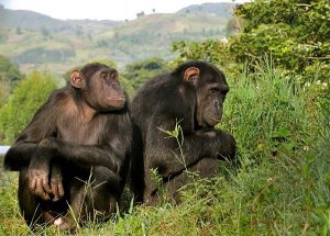 Read more about the article 4 days kahuzi biega gorillas and lwiro chimpanzees