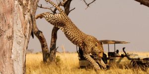 Read more about the article 1 day big 5 and big cats safari