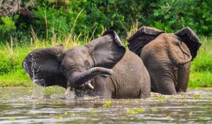 Read more about the article 8 days Murchison falls, kibale forest, Queen Elizabeth and Bwindi safari