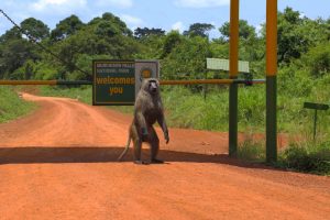 Read more about the article 8 days Uganda big 5 and primates safari