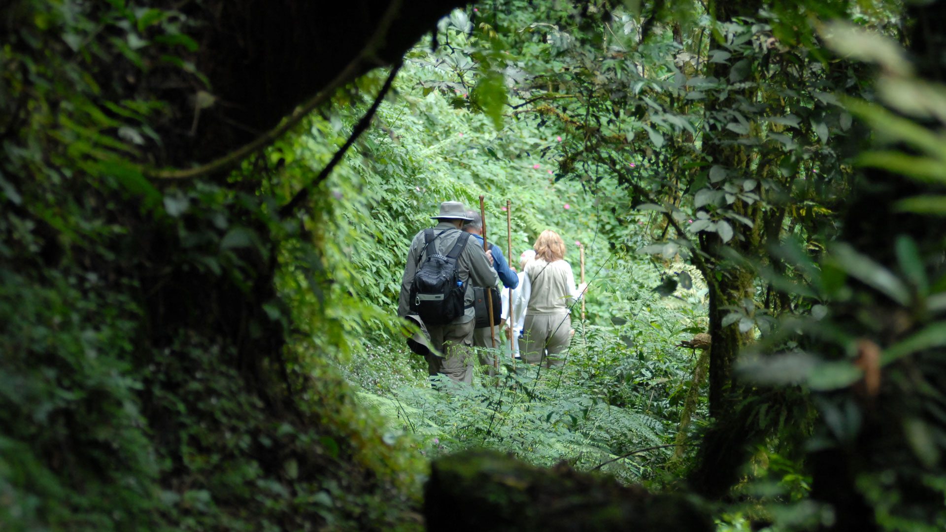 You are currently viewing 4 days Rwanda gorilla trekking and Dian Fossey hike