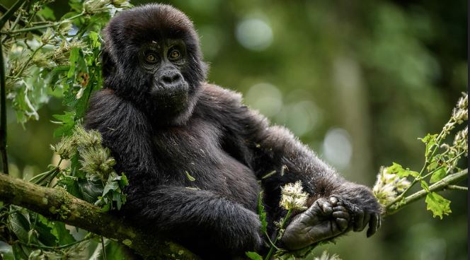 Read more about the article 6 days Uganda gorillas, Chimps and Big five safari