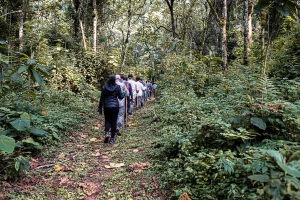 Read more about the article Hiking Trails In Bwindi Impenetrable National Park