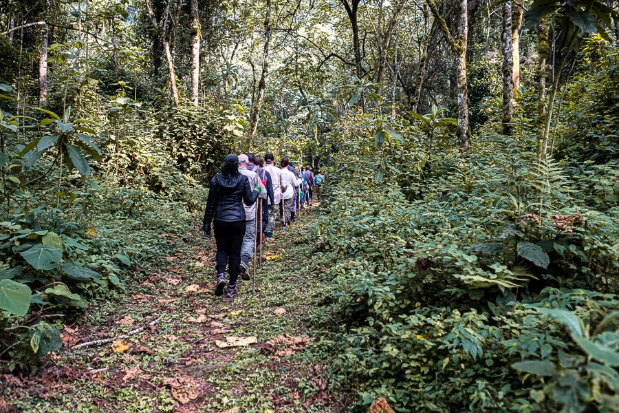 You are currently viewing Hiking Trails In Bwindi Impenetrable National Park