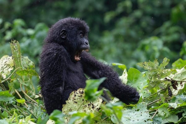 You are currently viewing 11 days Kahuzi biega Virunga and Akagera Safari