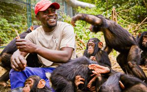 Read more about the article Lwiro chimpanzee sanctuary