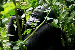 Read more about the article 10 days Congo and Uganda safari