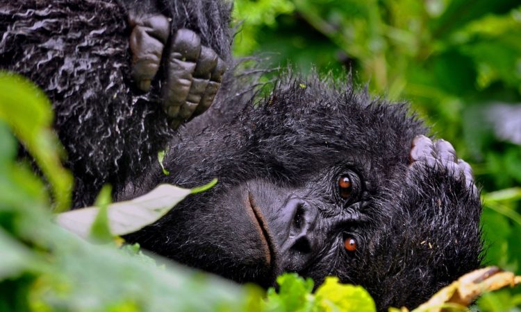 You are currently viewing Is Virunga National Park Safe