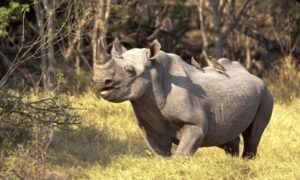 Read more about the article Ziwa Rhino Sanctuary Uganda